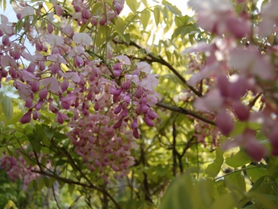 Wisteria brachybotrys 'Showa-beni'