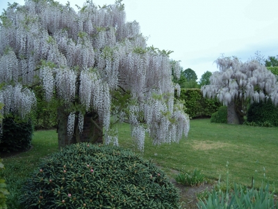 Wisteria floribunda 'Kuchi-beni'