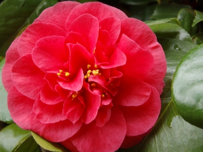 Camellia japonica