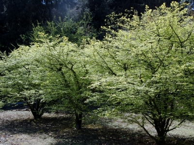 Euonymus alatus