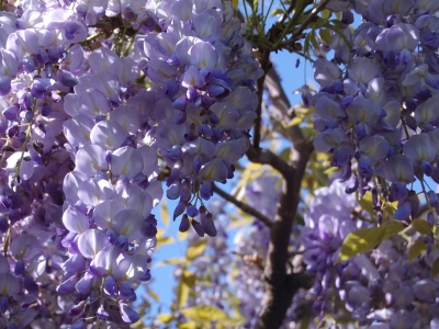 Wisteria sinensis 'Prolific'