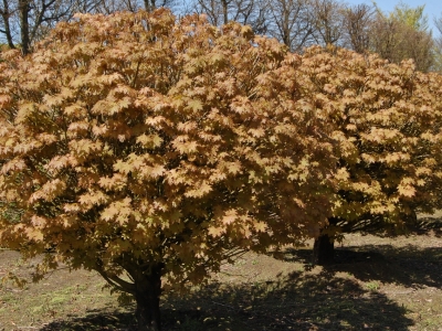 Acer platanoïdes 'Globosum'