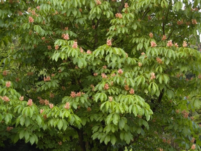 Aesculus x mutabilis 'Induta'