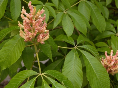 Aesculus x mutabilis 'Induta'