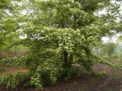 Cornus controversa is de meer uitbundige en spectaculaire broer van de C alternifolia, wordt 10 tot 12 m hoog en vraagt meer warmte en evenveel vocht. Cornus controversa