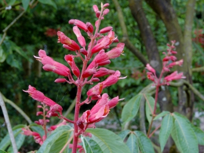 Aesculus pavia var splendens