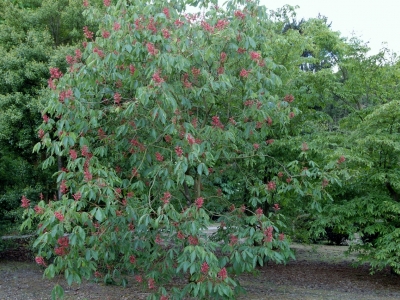 Aesculus pavia var splendens