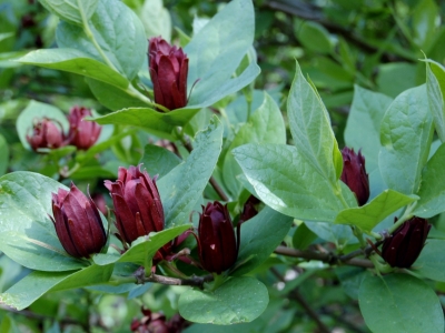 Zowel de takjes als de bladeren kunnen gebruikt worden in gerechten. Calycanthus floridus