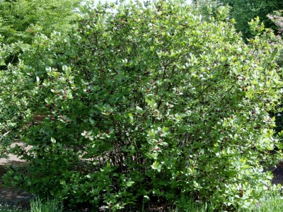 ... tot het vormen van dichte moeilijk doordringbare losse hagen. Max hoogte 2,5 tot 3 m. Calycanthus floridus