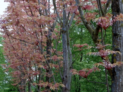 Toona sinensis 'Flamingo'