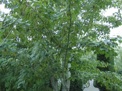 Acer capillipes