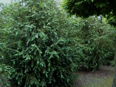 Buxus sempervirens 'Rotundifolia'  