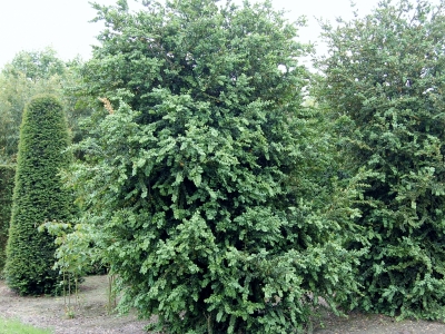 Buxus sempervirens 'Rotundifolia'  