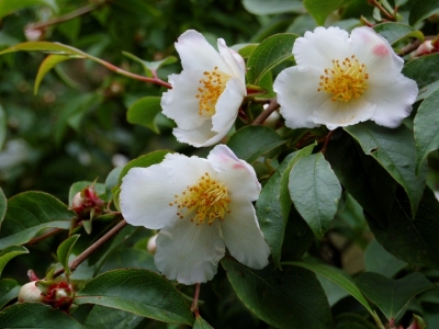 Stewartia pseudocamellia 'Koreana'