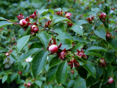 Stewartia pseudocamellia 'Koreana'