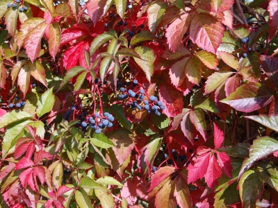 Parthenocissus quinquefolia