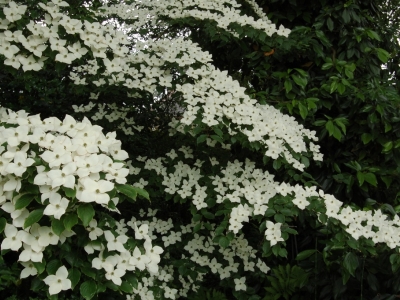 Cornus kousa 'Wieting's Select'