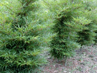 Fagus sylvatica 'Mercedes'