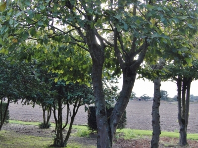 Carpinus betulus