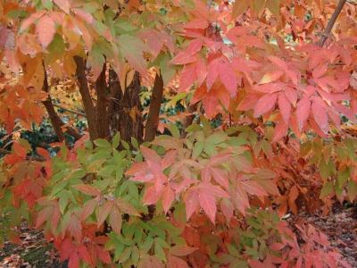 Acer triflorum