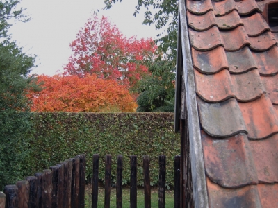 Acer japonicum 'Aconitifolium'