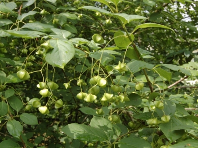 Euonymus planipes