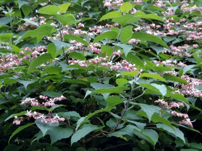 Bloeit laat, in augustus en september met witte bloempjes, gevat in bordeaux roze kelkblaadjes Clerodendrum trichotomum fargesii
