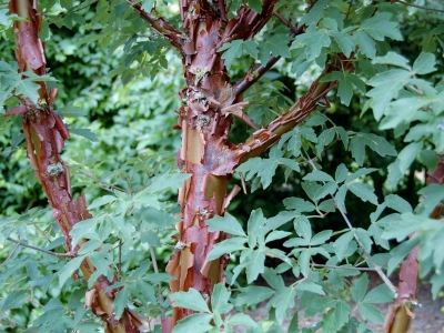 Acer griseum