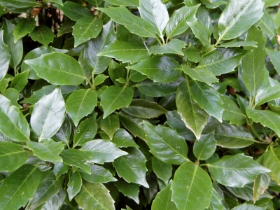 Aucuba japonica 