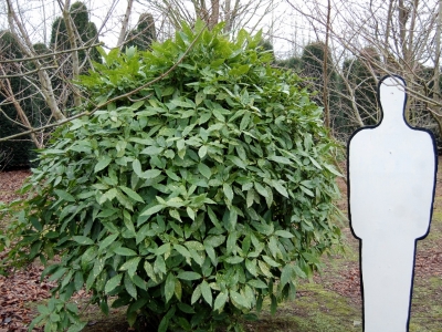 Aucuba japonica 'Variegata'