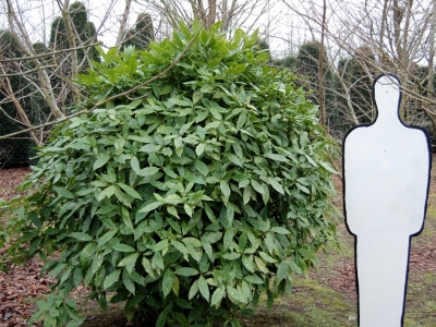 Aucuba japonica 'Variegata'