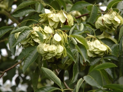 Ptelea trifoliata