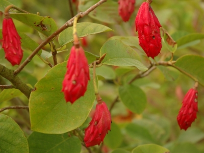 Magnolia sieboldie