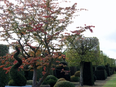 Parrotia persica meerstammige solitair