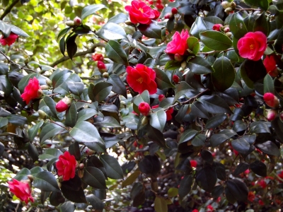 Camellia japonica