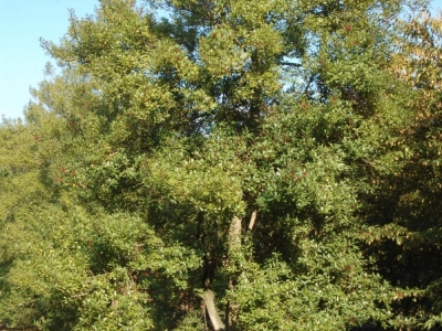 Ilex attenuata 'Fosterii'