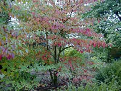 Cornus alternifolia