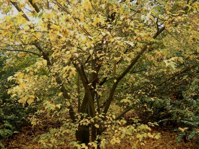 Acer tataricum ssp ginnala