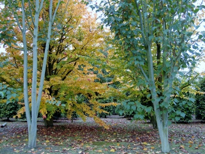 Acer davidii