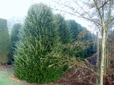 Taxus baccata 