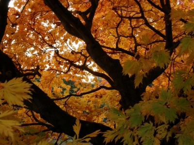 Acer japonicum 'Aconitifolium'