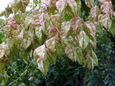 Koelreuteria paniculata