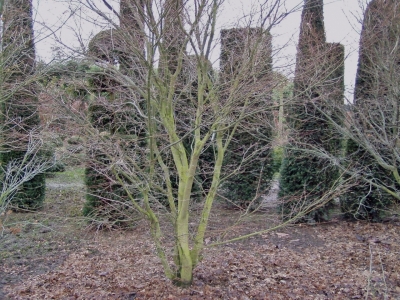 Acer palmatum 'Kogane Sakae'