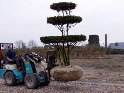 In etagen gesnoeid worden de kronen doorzichtig en kunnen ze als voorgrond dienen in een overigens naturel tuintafereel. Met enkele mezenbollen."en plus" is de creatie compleet... Buxus sempervirens 'Rotundifolia'