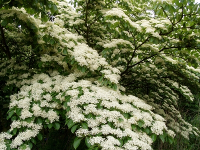 Hij kan zich ook als teruggesnoeide wildvorm spectaculair aanbieden. Cornus controversa