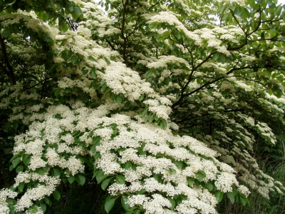 Cornus controversa