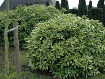 Aucuba japonica 'Variegata'