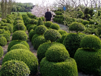 Buxus sempervirens