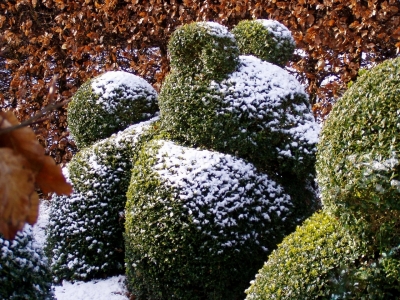 Buxus sempervirens