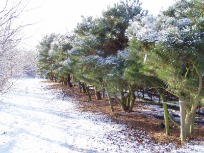 Pinus densiflora 'Umbraculifera'